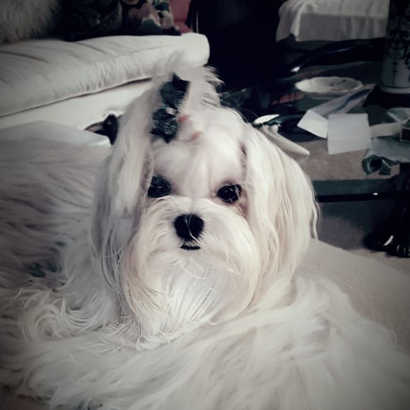 Meet your Posher, Rhonda - Picture 1 of 1